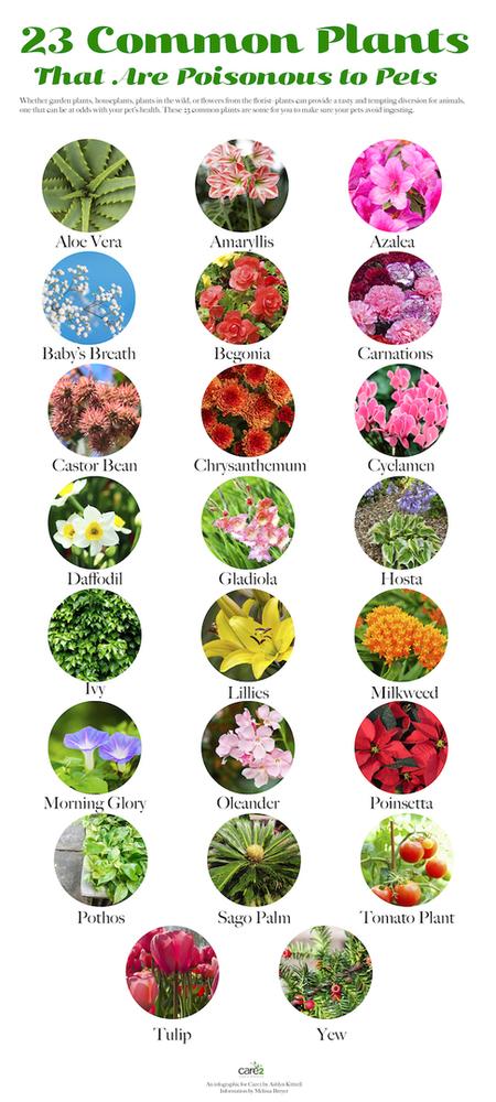 A bunch of different flowers that are in a circle