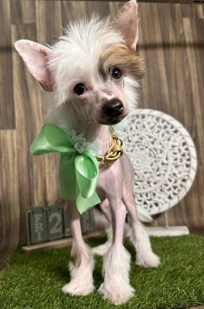 A small dog with a bow around its neck.