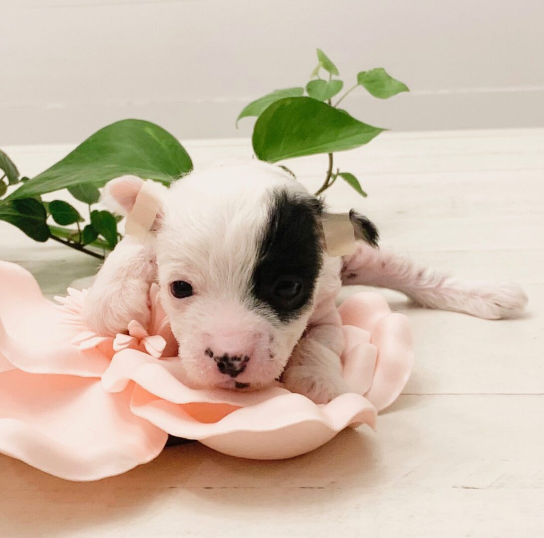A puppy is laying on the ground next to a flower.