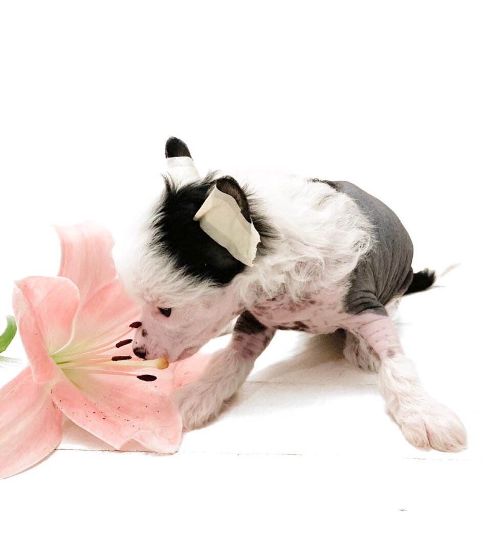 A small dog sniffing at the flower of an oriental lily.