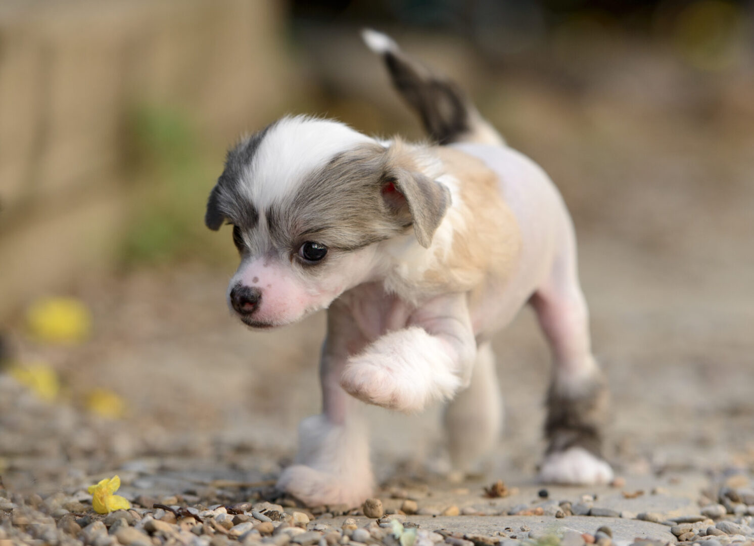 A small dog is running on the ground