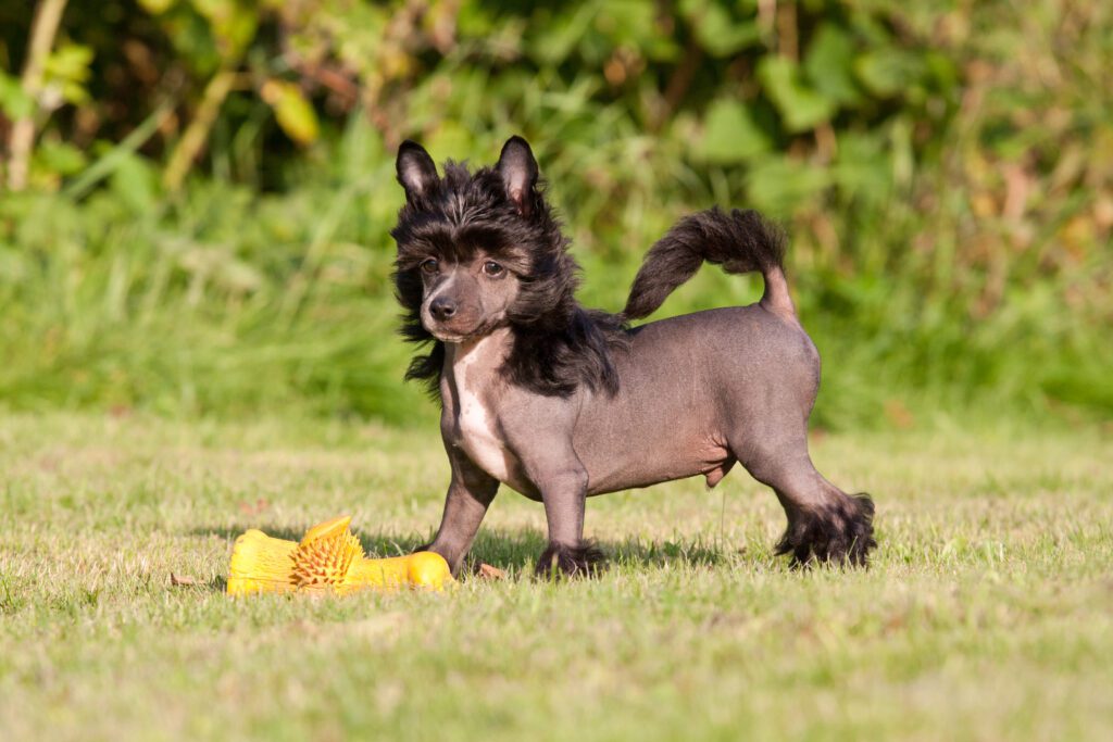 A small dog standing in the grass next to a toy.