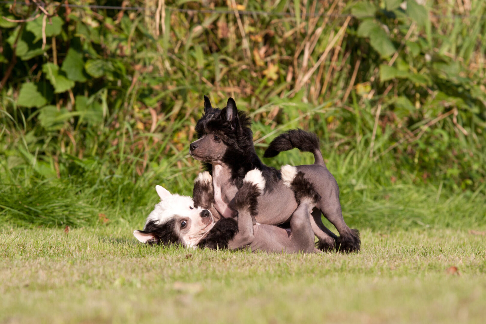 Two dogs playing in the grass together.