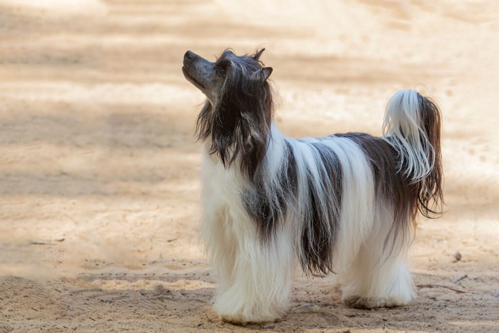 Chinese,Crested,Dog,Runs,Through,A,Field,Of,Sand