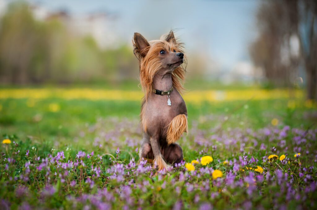 A dog standing in the grass with flowers.
