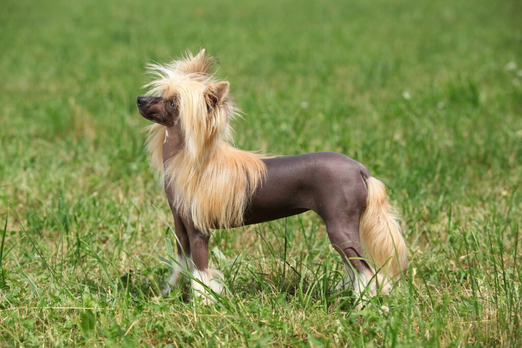 A chinese crested dog standing in the grass.