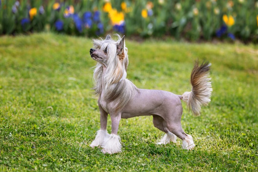 A chinese crested dog standing in the grass.
